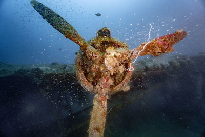 Close-up of jellyfish swimming in sea