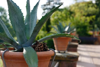 Close-up of succulent plant in pot