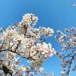 Low angle view of cherry blossoms against blue sky