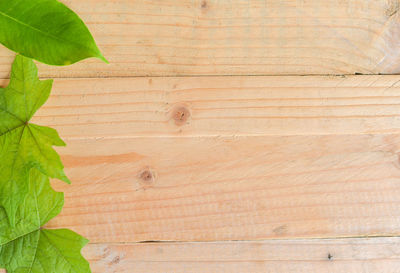 Close-up of ivy on wall