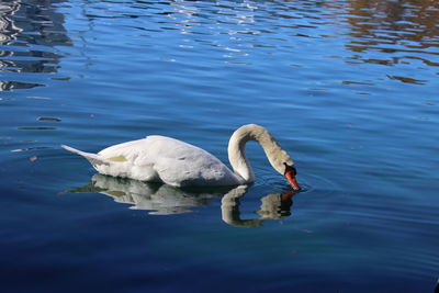 High angle view of swan swimming in lake