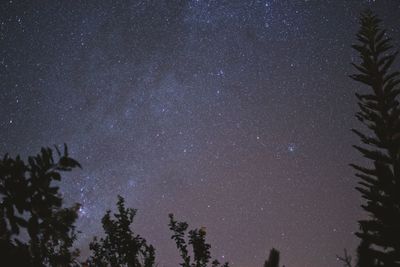 Low angle view of silhouette trees against sky at night