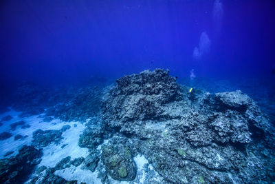 View of coral swimming in sea