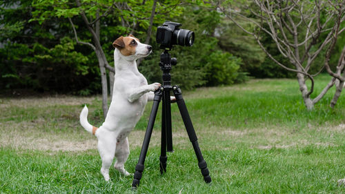 View of dog photographing on field