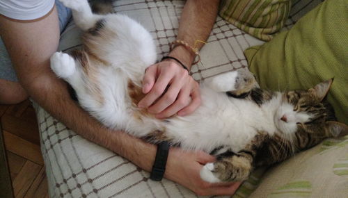 High angle view of cat relaxing on hand