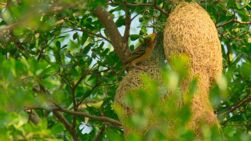 Close-up of mushroom growing on tree