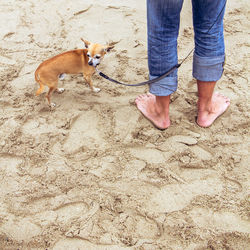 Low section of man with dog standing on sand