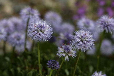 Close-up of purple flowering plant on field