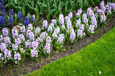Close-up of fresh purple flowering plants in garden