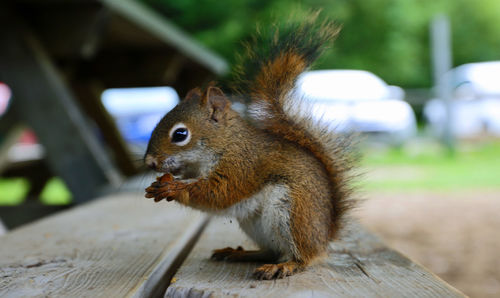 Close-up of squirrel