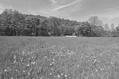 Scenic view of grassy field against sky