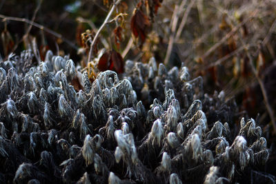 Close-up of flowering plants on land