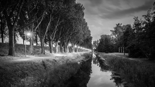 Trees along canal in the evening