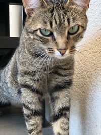 Close-up portrait of tabby cat