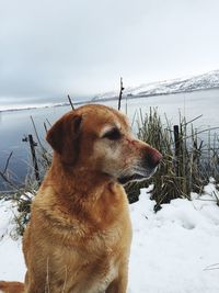 Close-up of dog on snow field against sky