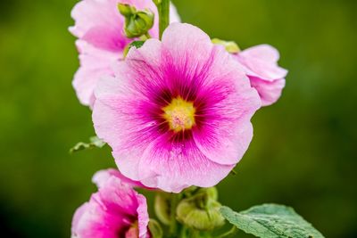 Close-up of pink flowers