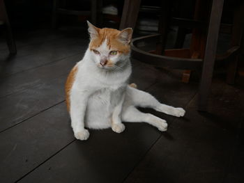 High angle view of cat sitting on floor