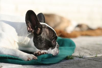 Close-up of cat lying on ground
