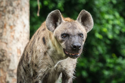 Spotted hyena, crocuta crocuta, looking to the distance