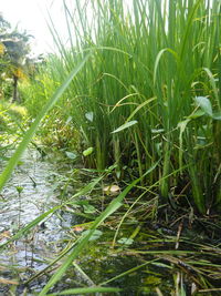 Close-up of grass growing on field