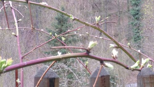 Plants growing on a tree