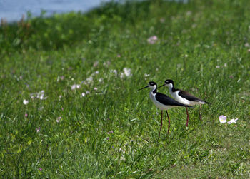 Bird on a field