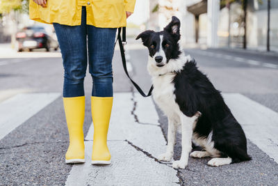 Woman standing with dog on pedestrian crossing during sunny