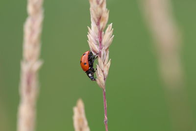 Close-up of ladybug on flower