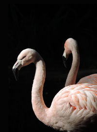 Close-up of duck in water
