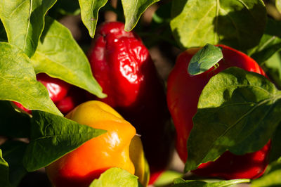 Close-up of red chili peppers on plant