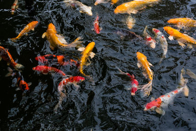 High angle view of koi carps swimming in lake