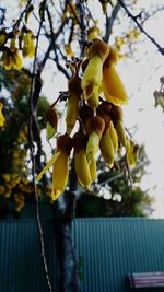 Low angle view of fruits on tree