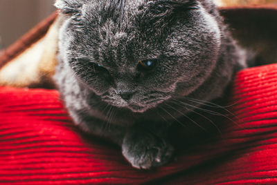 Close-up portrait of cat relaxing on bed