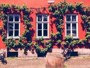 Plants on sidewalk against house