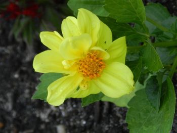 Close-up of yellow flower