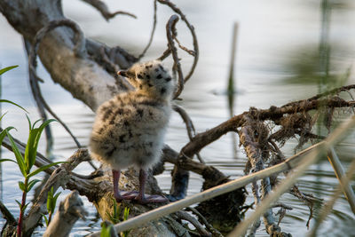 Portrait of a baby bird 