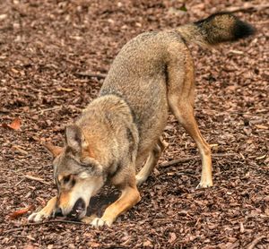 View of trees on field