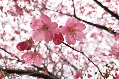 Close-up of cherry blossom