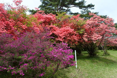 Pink flowering plants in garden