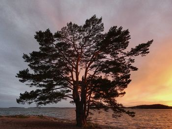 Tree by sea against sky during sunset