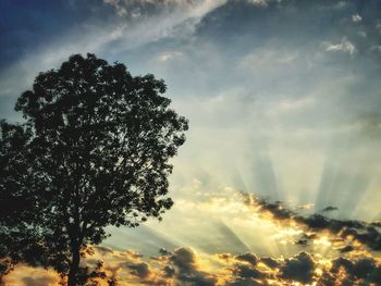 Low angle view of silhouette tree against sky