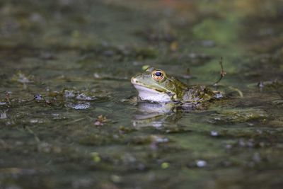 Close-up of frog perching in lake