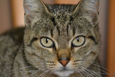 Close-up portrait of a cat