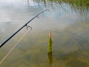 High angle view of fish in lake