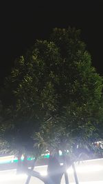 Low angle view of illuminated tree against sky at night