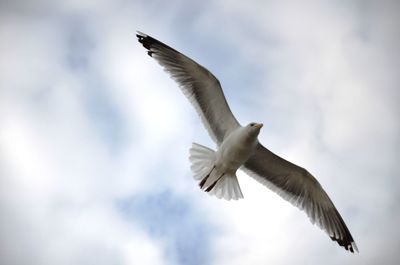 Low angle view of seagull flying against sky