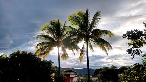 Low angle view of palm trees against sky