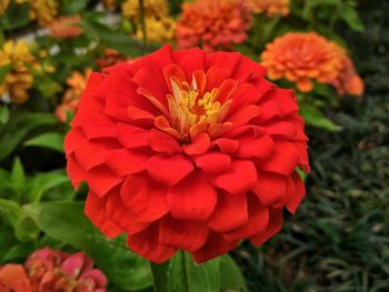 Close-up of red flower blooming in park