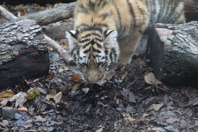 High angle view of tiger on field