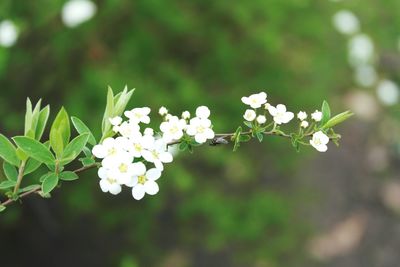 Close-up of white flowers